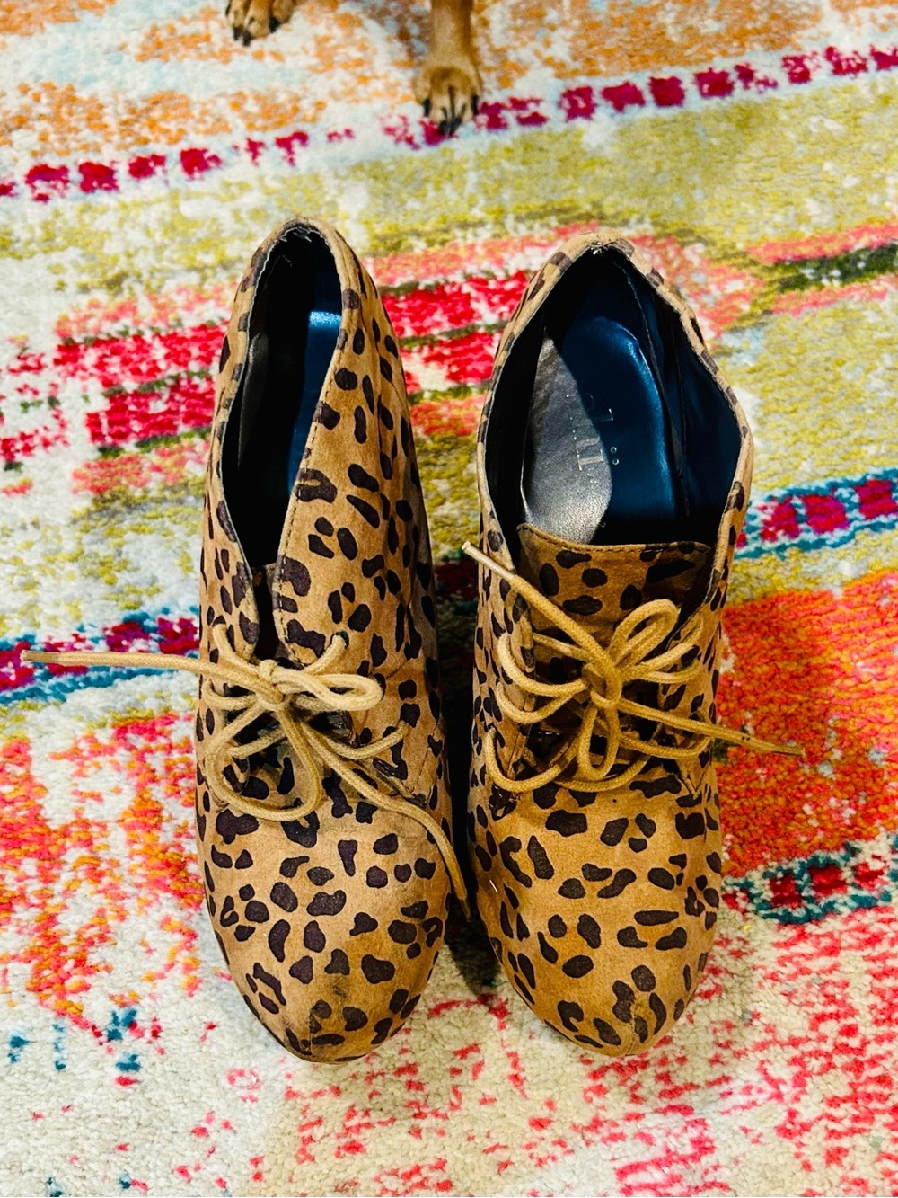 Shi by JOURNEYS Leopard Print Lace-Up Ankle Boots - Tan & Black